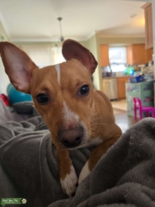 Fawn Tuxedo Rat Terrier  Listing Image