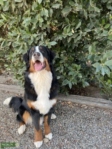 Bernese Mountain Dog Stud  Listing Image