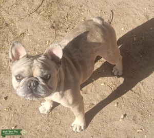 Blue Doe Merle Frenchie  Listing Image