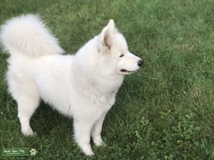 I'm searching for a stud purebred samoyed, husky, border colley or australian shepherd that is not to far away. Listing Image