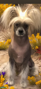 Hairless Chinese crested stud Listing Image