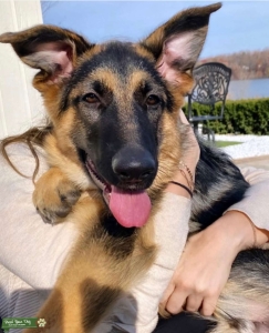 3 1/2 year old German Shepard male Needs a lover Listing Image