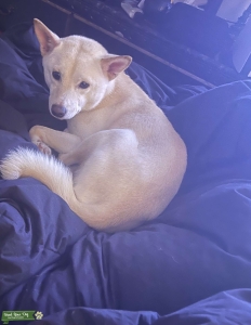 Full Breed AKC Male Shiba Inu Listing Image