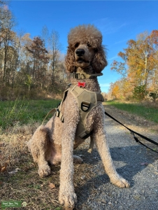 Red Standard Poodle Stud Listing Image