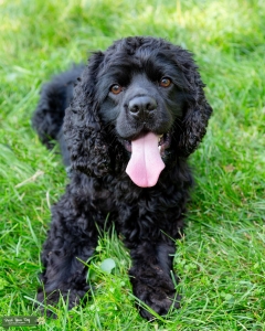 CKC American cocker spaniel Listing Image