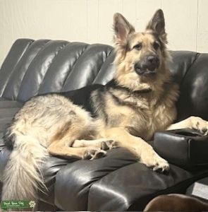 AKC- Long Hair German Shepherd Listing Image