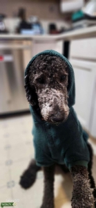 Labradoodle Stud Listing Image