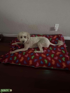 Cutest doodle looking for mate  Listing Image