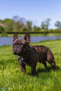 French Bulldog stud Listing Image