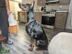 European Male Doberman Avaialable for Stud Listing Image