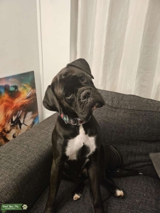 Stud boxer x cane corso Listing Image