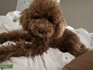 Toy poodle  Listing Image