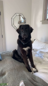 Looking for a female dog for our amazing boy west  Listing Image