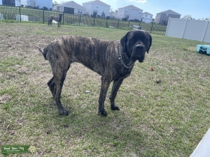Brindle purebred English mastiff Listing Image