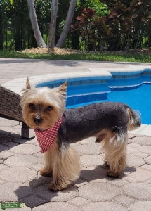 STUD YORKIE Listing Image