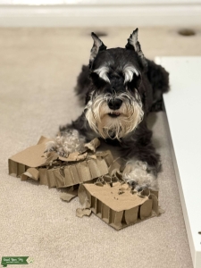 Miniature Schnauzer Stud Listing Image