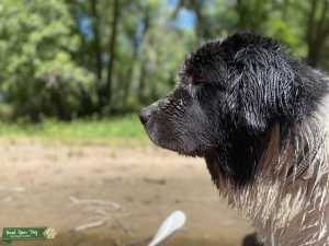 Newfoundland x Great Pyrenees Stud Listing Image