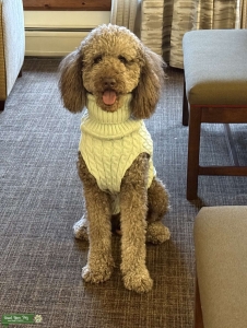 ???? Handsome Medium F3 Multigen Goldendoodle Stud – Ready to Breed! ???? Listing Image