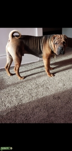 Male Chinese Shar Pei Stud Service Listing Image