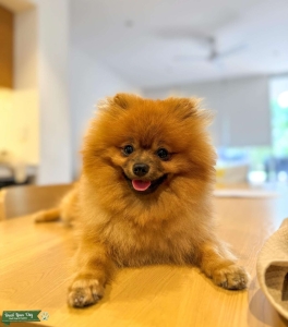 STUD Pomeranian Pure pedigree  Listing Image