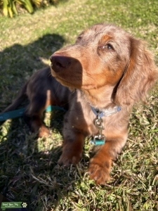 MINI Dachshund - STUD AVAILABLE  Listing Image