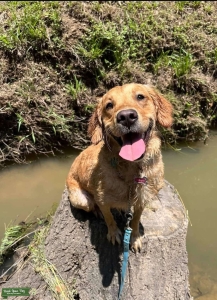 Gold Golden Retriever  Listing Image