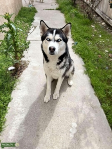 Stud Siberian Husky Listing Image