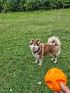Red malamute  Listing Image