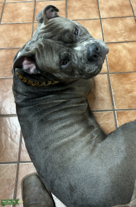 Gator Mouth Blue American Bully For Stud Service Listing Image