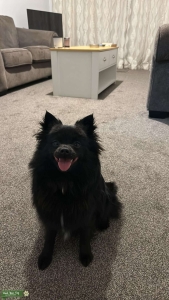 Pomeranian Female - Christchurch Listing Image