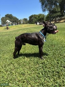 AKC Boston Terrier stud  Listing Image