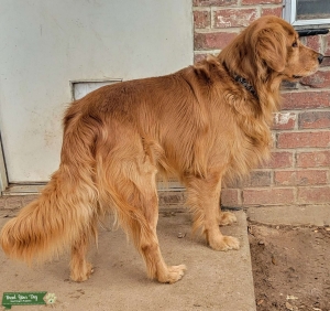 AKC proven stud Listing Image