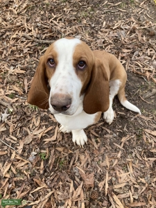 Basset Buster wants to meet you Listing Image