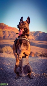 Belgian malinois benny Listing Image