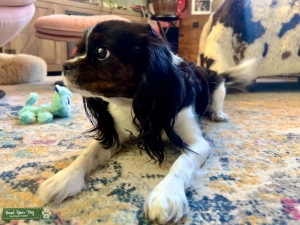 Petite (Mostly) Cavalier King Charles Girl Listing Image