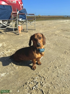 Chocolate Dapple Dachshund Listing Image