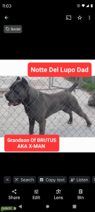 Cane Corso male stud Listing Image