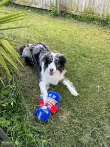 Pure Bred Blue Merle Border Collie Listing Image