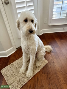 F1B White Goldendoodle Listing Image