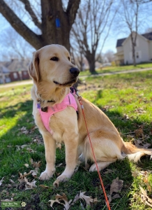 Female Golden Retriever  Listing Image
