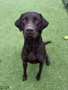 AKC Registered Chocolate Lab Listing Image