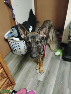 Stud dog Listing Image