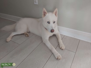 Siberian husky white Listing Image