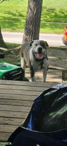 Looking to breed Listing Image