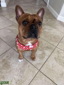 StudFrenchie Listing Image