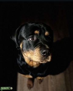 Powerful, fearless, and undeniably majestic 100% male German Rottweiler Listing Image