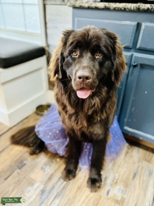 Looking for Newfoundland Stud Listing Image