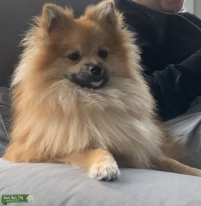 Pomeranian Stud Listing Image