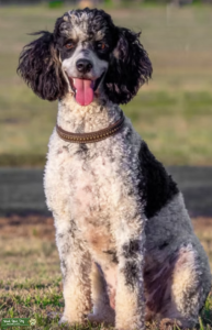 Proven Mini Poodle Stud: Ranger Listing Image