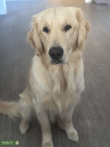 Male Golden Retriever ( 1 year old ) Listing Image